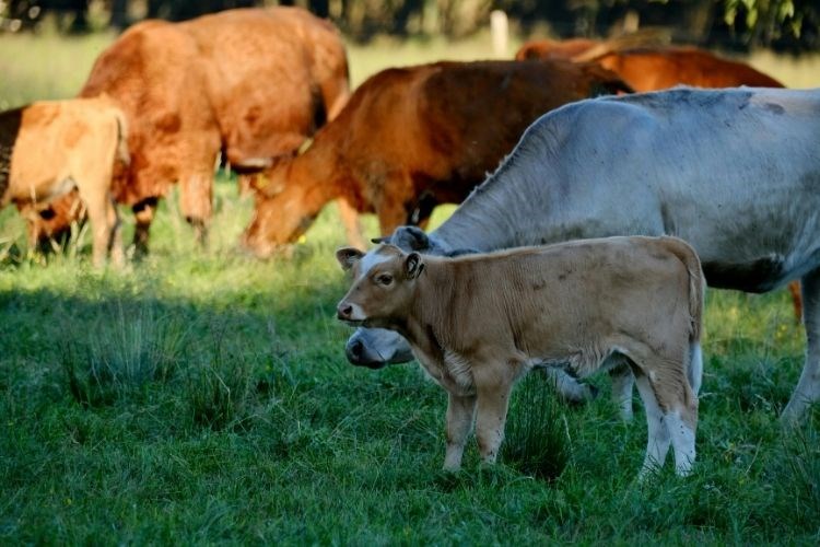 Slika /slike/Priopcenja/Govedo_001.jpg