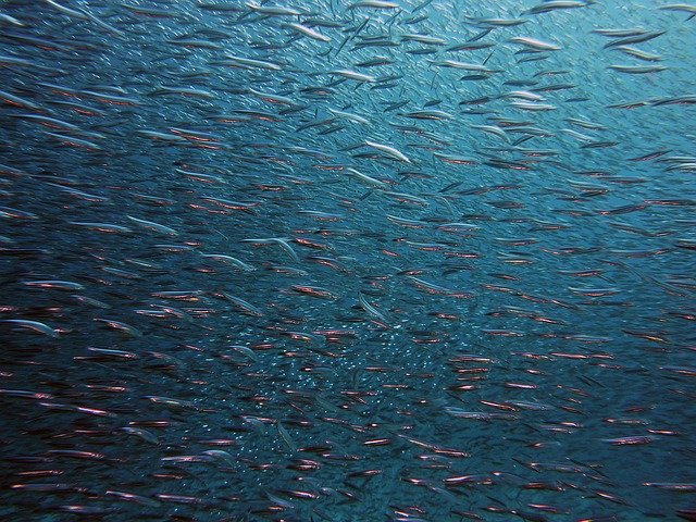 Slika /slike/Priopcenja/fish-gb2b72d303_640.jpg