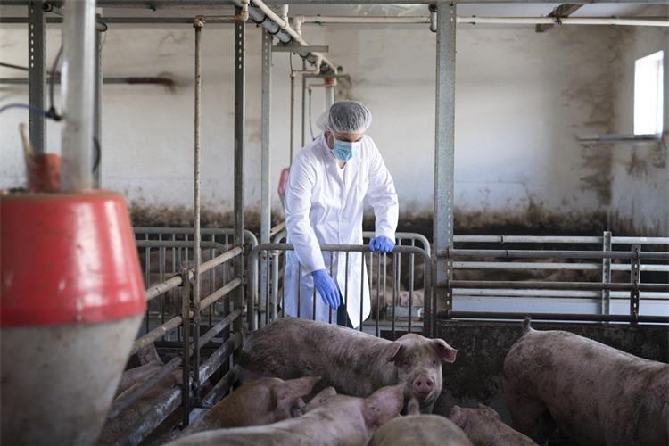 Slika /slike/Priopcenja/veterinarian-observing-pigs-pig-farm-checking-their-health-growth.jpg