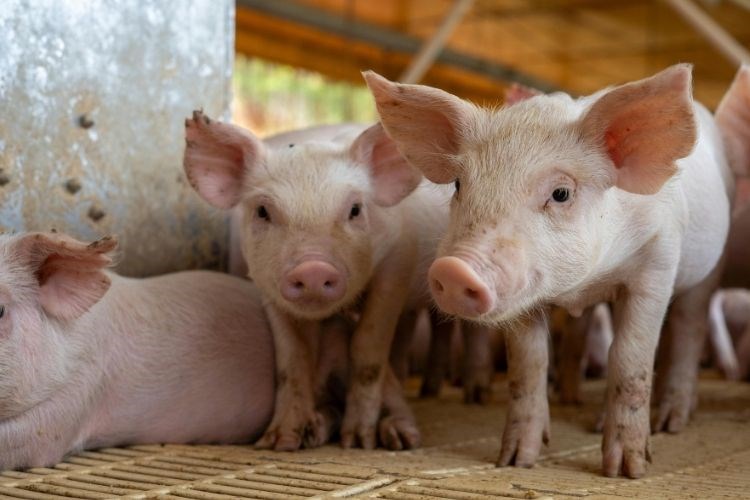 Slika /slike/Svinja_01.jpg